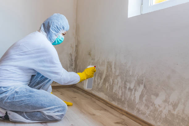 Licensed Mold Testing service in Bowie, MD - WQB Mold Removal