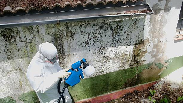 Top rated local Mold Testing specialists in Bowie, MD